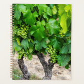 Raisin de cuve, France (Devant)