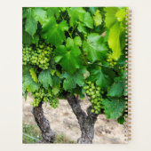 Raisin de cuve, France (Dos)