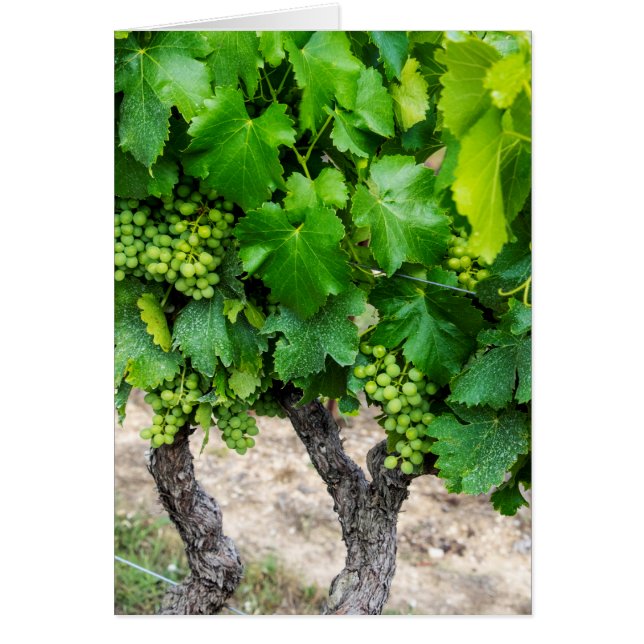 Raisin de cuve, France (Devant)