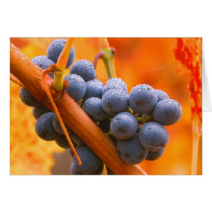Raisin de vigne dans le vignoble
