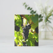 Raisins - Carte postale (Debout devant)