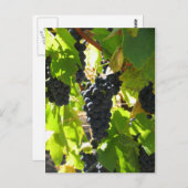 Raisins - Carte postale (Devant / Derrière)