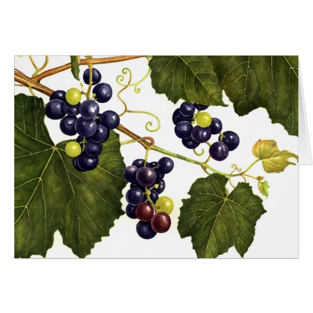 Raisins Concorde (Devant Horizontal)