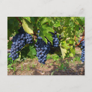 Raisins de concorde sur la carte postale de la vig