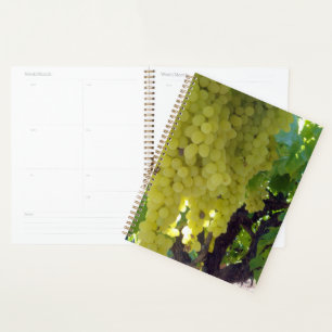 Raisins De Sultana Sur Une Vigne De Raisin,