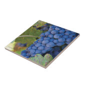 Raisins de vignoble du comté de Sonoma - carreau (Côté)