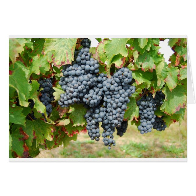 Raisins de vin français (Devant horizontal)