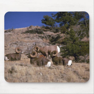 Rakkerbighorn-schaap (bachelorram-band) muismat