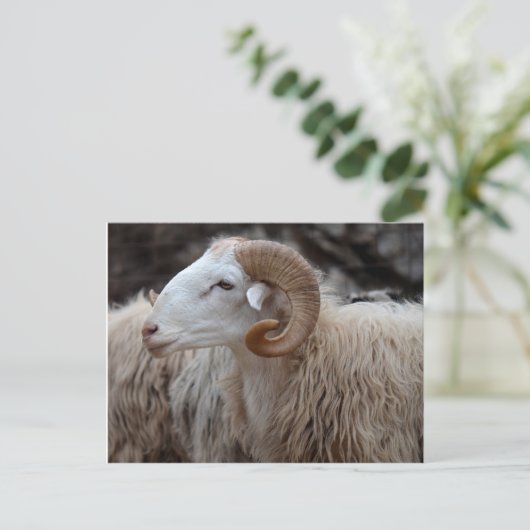Ram Briefkaart (Staand voorkant)