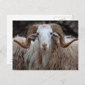 Ram - Carte postale animale (Devant / Derrière)