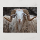 Ram - Carte postale animale (Devant)