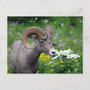 Ram - De bloemen smelten Briefkaart