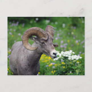 Ram - De bloemen smelten Briefkaart