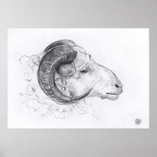 Ram - Dessin original - Poster