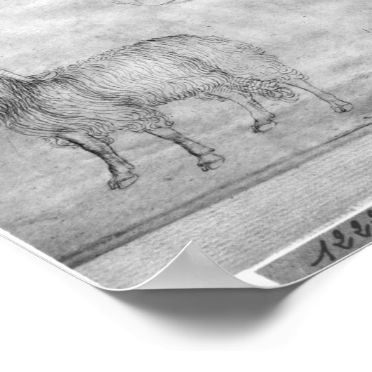 Ram en hoofd van een ram poster (Hoek)