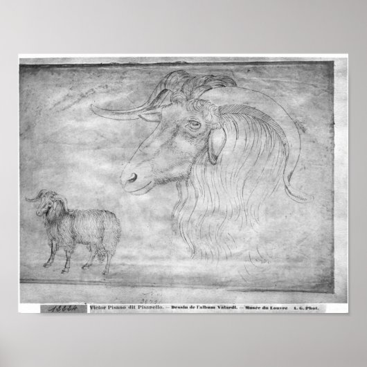 Ram en hoofd van een ram poster (Voorkant)