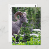 Ram in een veld briefkaart (Voorkant / Achterkant)