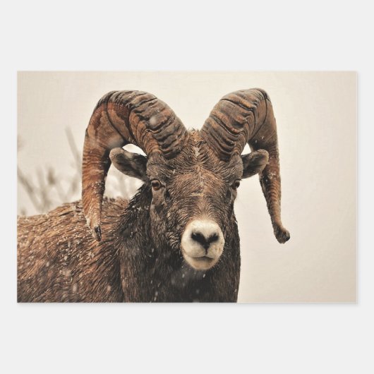 Ram Inpakpapier Vel (Voorkant)