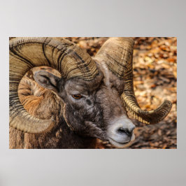 Ram Sheep Mountain Natuur Wall Poster