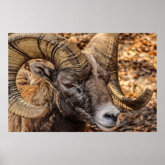 Ram Sheep Mountain Natuur Wall Poster (Voorkant)