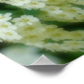 Rambling Wild White Roses Poster (Hoek)