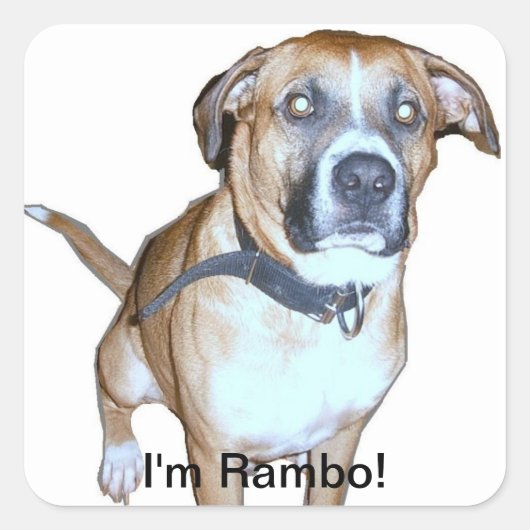 Rambo dog Sticker (Voorkant)