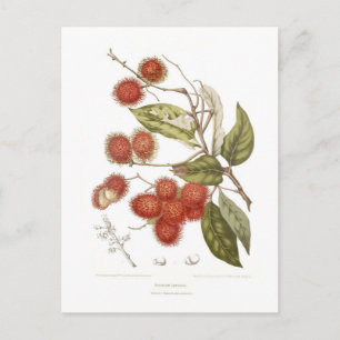Rambutan Briefkaart