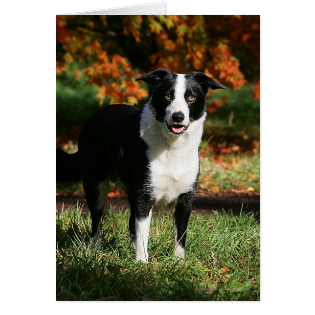 Rand Collie Autumn Standing (Voorkant)