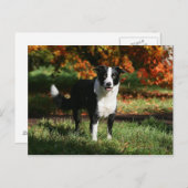 Rand Collie Autumn Standing Briefkaart (Voorkant / Achterkant)