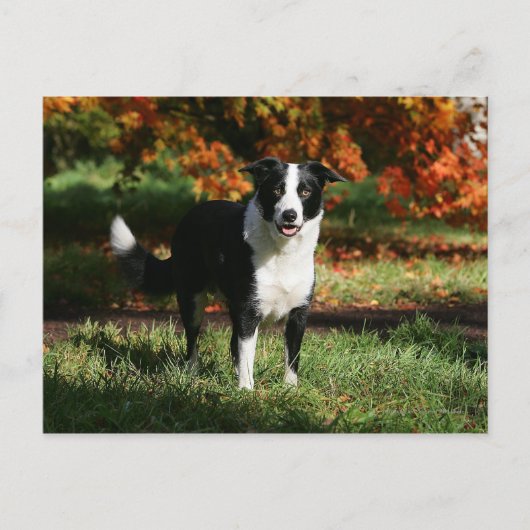 Rand Collie Autumn Standing Briefkaart (Voorkant)