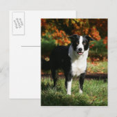 Rand Collie Autumn Standing Briefkaart (Voorkant / Achterkant)