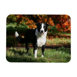 Rand Collie Autumn Standing Magneet