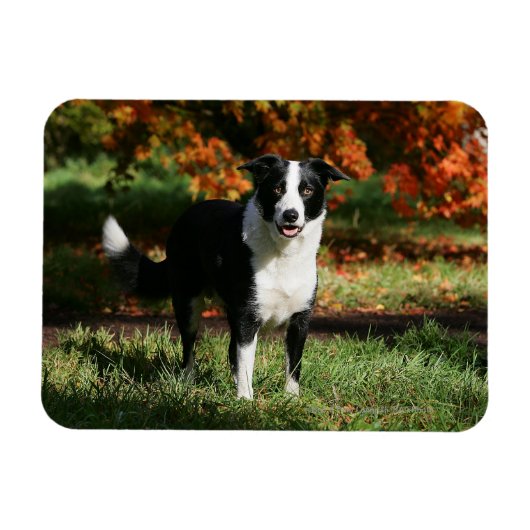 Rand Collie Autumn Standing Magneet (Horizontaal)