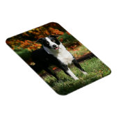 Rand Collie Autumn Standing Magneet (Rechterzijde)