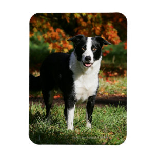 Rand Collie Autumn Standing Magneet