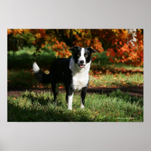 Rand Collie Autumn Standing Poster