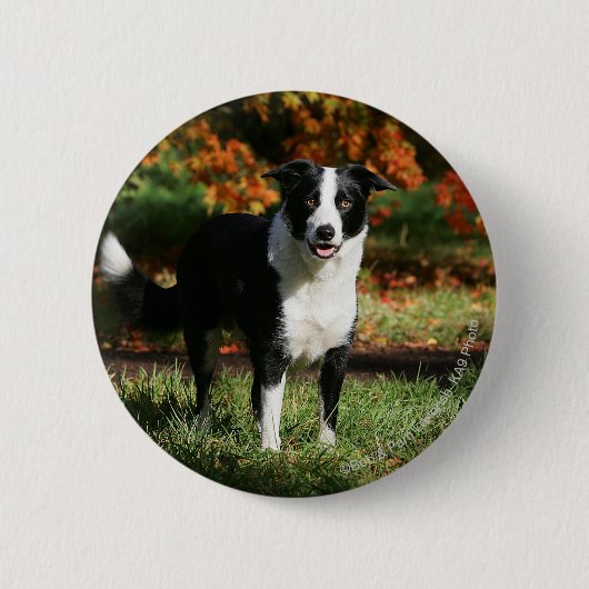 Rand Collie Autumn Standing Ronde Button 5,7 Cm (Voorkant)