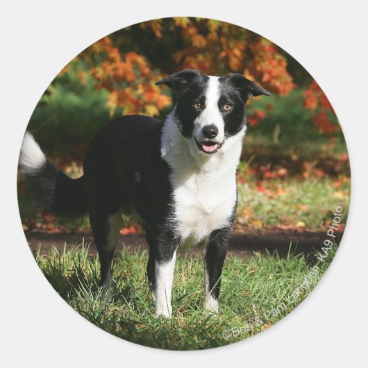 Rand Collie Autumn Standing Ronde Sticker (Voorkant)