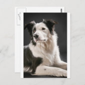 Rand collie briefkaart (Voorkant / Achterkant)