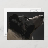 Rand collie briefkaart (Voorkant / Achterkant)