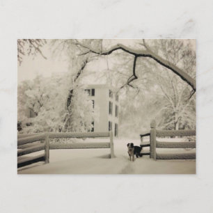 Rand collie briefkaart