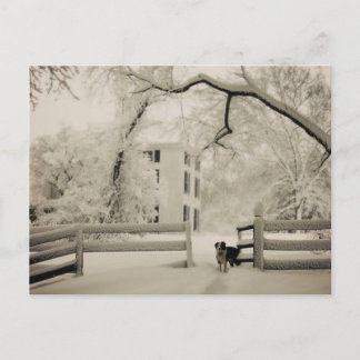 Rand collie briefkaart