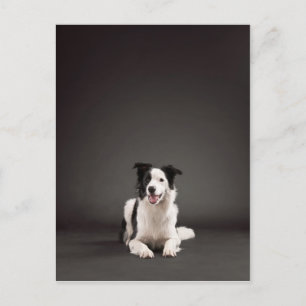 Rand collie briefkaart