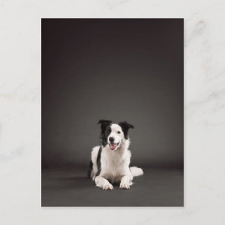 Rand collie briefkaart
