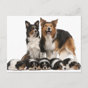 Rand collie familie briefkaart