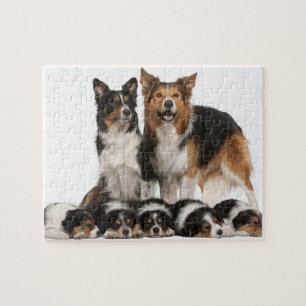 Rand collie familie legpuzzel