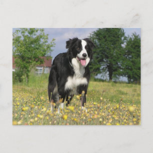 rand collie full 3.png briefkaart