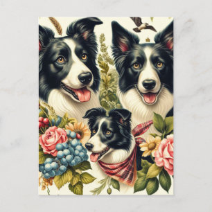 rand collie illustratie briefkaart