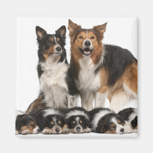 Rand collie magneet