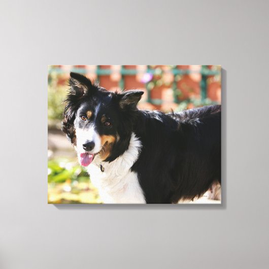 Rand Collie Panting 1 Canvas Afdruk (Voorkant)